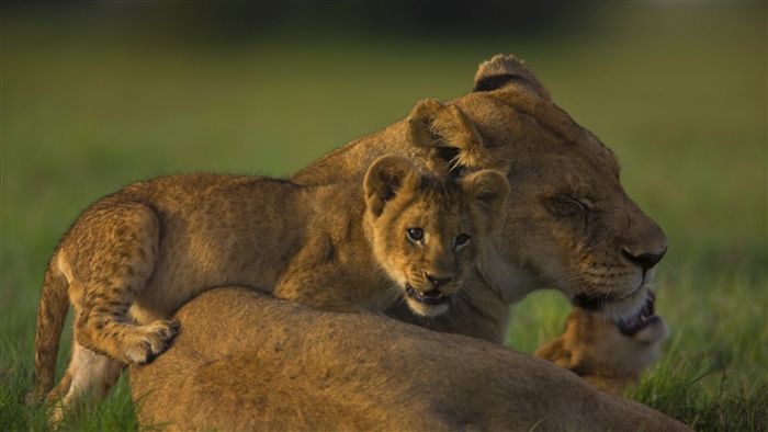 Lion cubs and mother in grassy field 4K