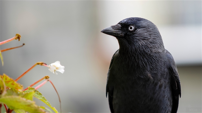 Black bird with white flower 4K