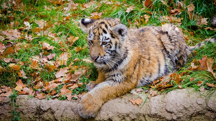 Siberian tiger cub in autumn foliage
