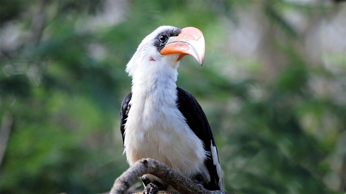 Bird with large beak on a branch 4K