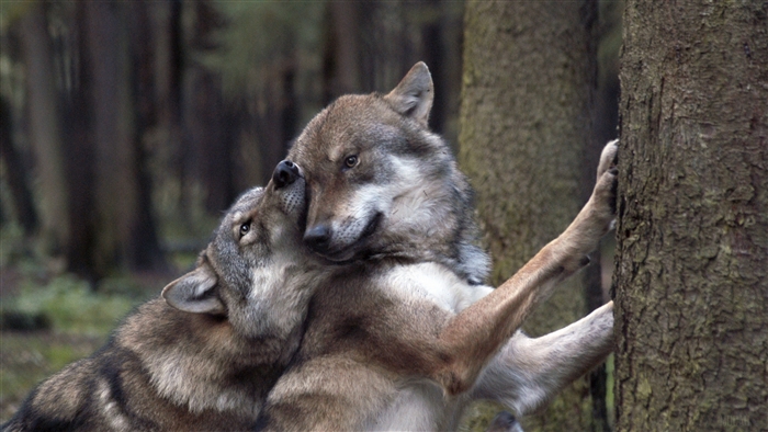 Two wolves in a forest