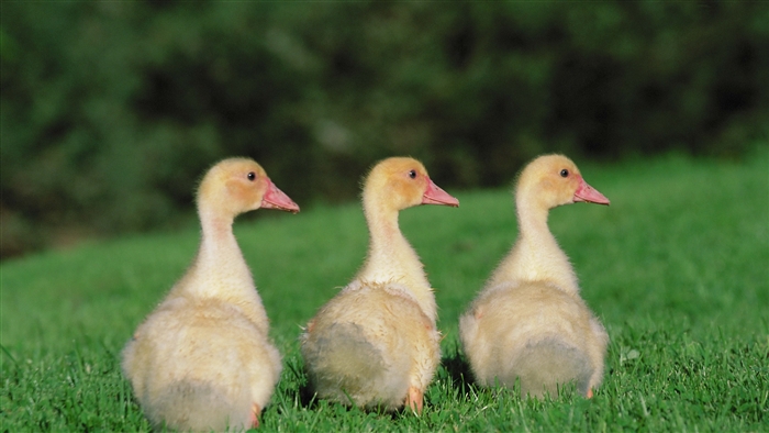 Three yellow ducklings on green grass 4K
