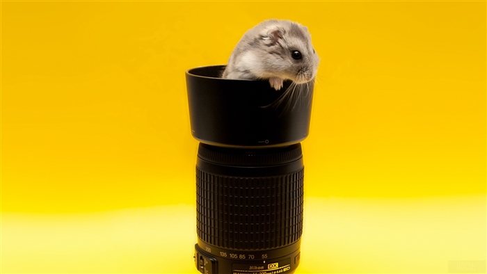 Hamster in a Lens Hood on a Nikon Lens