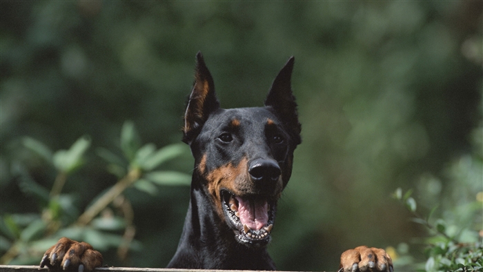 Doberman dog peeking over a fence