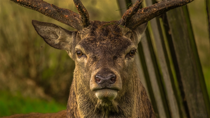 Close-up of a deer's head with antlers