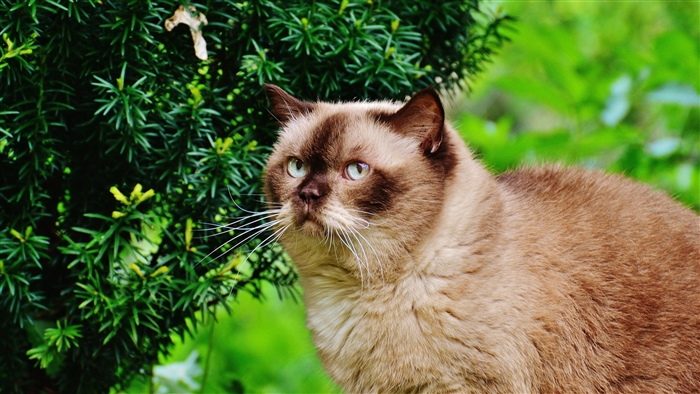 British Shorthair cat near green branches
