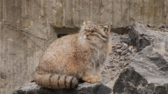 Furry manul sitting on stones 4K