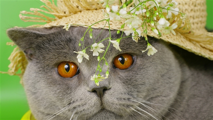 British Shorthair cat wearing a straw hat with flowers