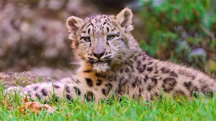 Snow leopard cub lying in grass 4K