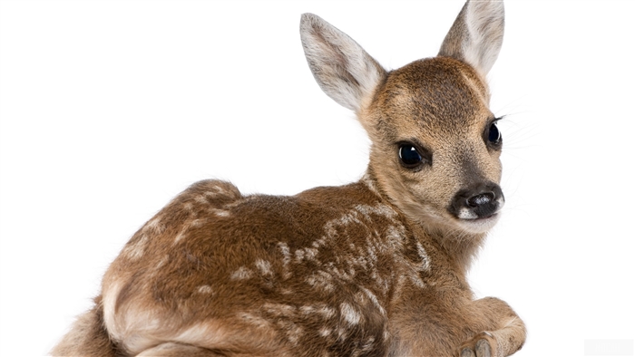Baby deer calf on white background 4K