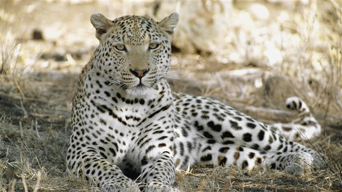 Leopard resting in the shade in Africa 4K