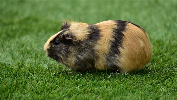 Guinea pig on grass 4K