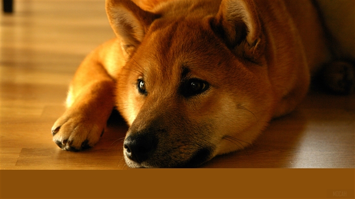 Shiba Inu dog lying on wooden floor