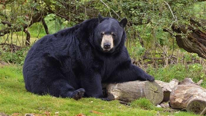 Black bear sitting on logs in a forest