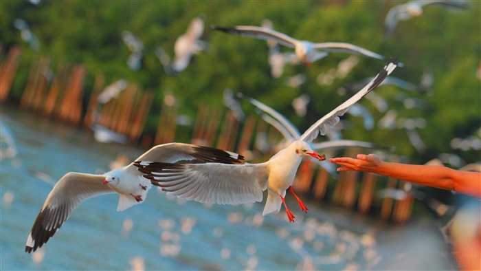 Seagulls flying and being fed by a hand