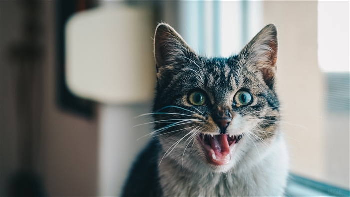 Close-up of a tabby cat screaming