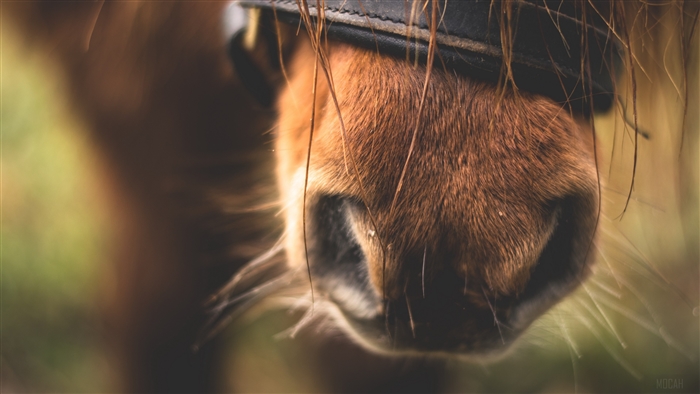 Close-up of a brown horse's nose with a bridle