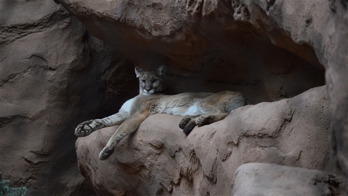 Cougar resting on a rock ledge
