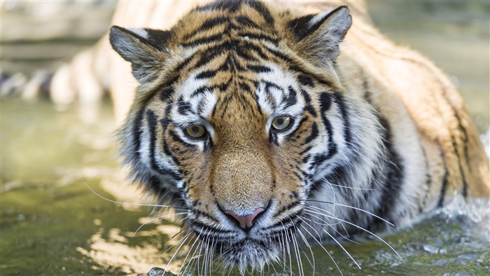 Tiger in water, close-up of face