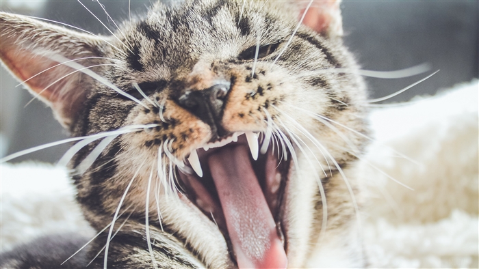 Close-up of a tabby cat yawning, showing teeth
