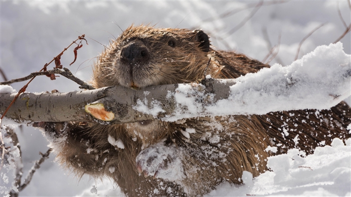 Beaver gnawing on a snow-covered branch 4K