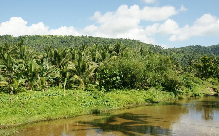 Tropical landscape with river and palm trees