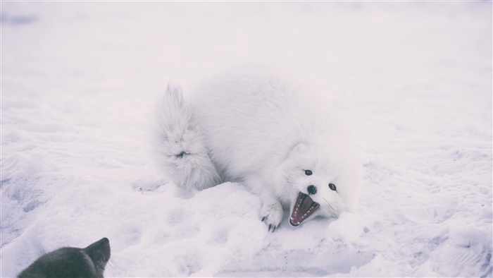Playful Arctic Fox in Snow 4K