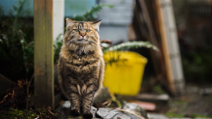 Fluffy cat sitting outdoors