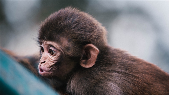 Close-up of Adorable Baby Monkey Face