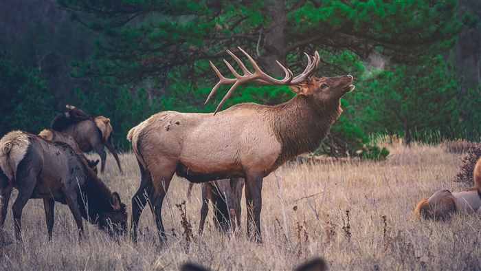 Bull Elk bugling in a field with other elk