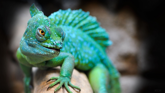 Green lizard with crest 4K