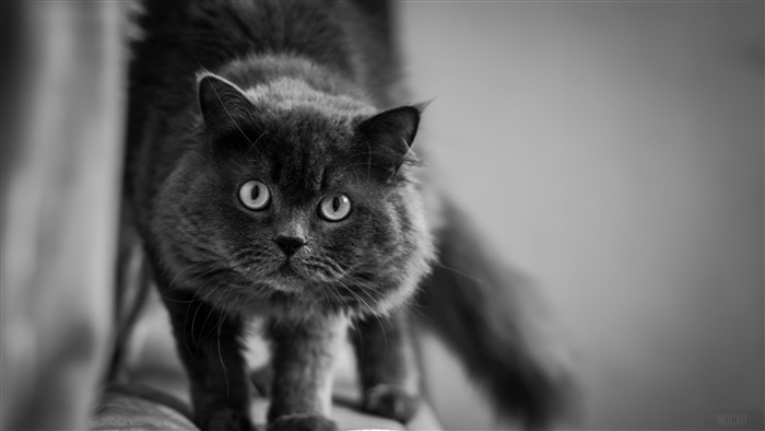 Fluffy black cat with wide eyes