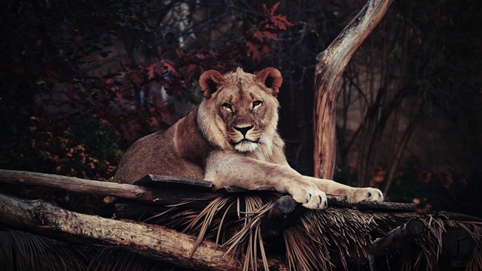 Lion lying on wooden structure 4K