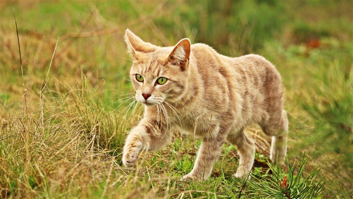 A tabby cat walks through grass 4K