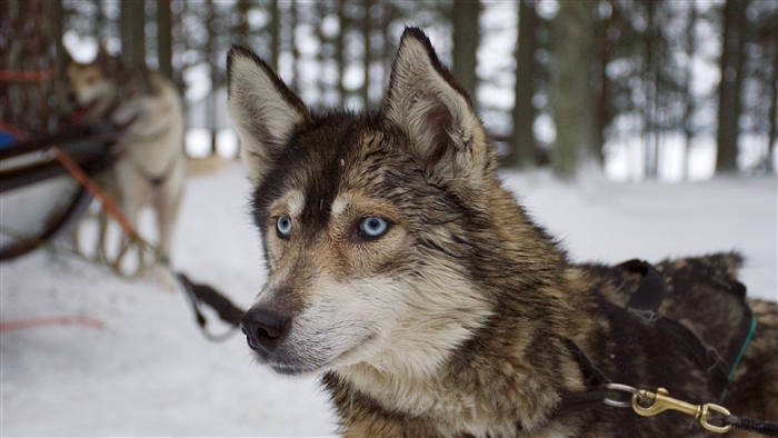 Husky dog with blue eyes in the snow