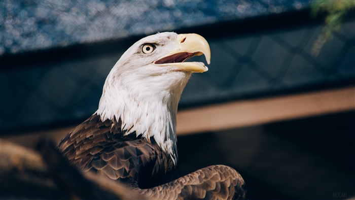 Bald eagle with open beak