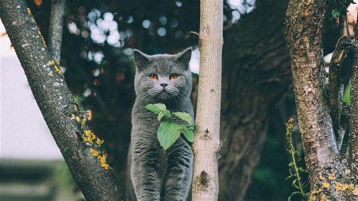 British Shorthair cat sitting on a tree branch