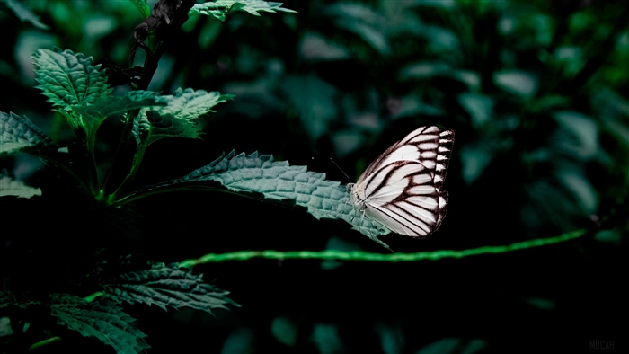 Butterfly on a leaf 4K
