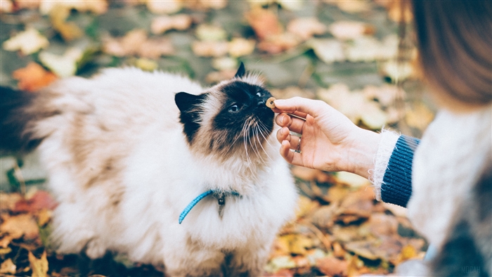 Fluffy cat being fed a treat by a hand