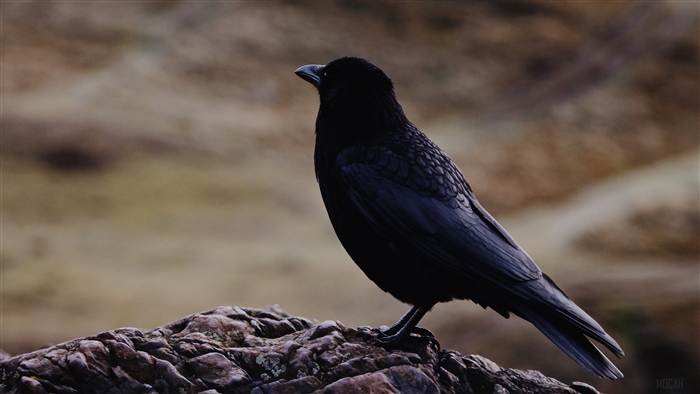 Raven perched on a rock
