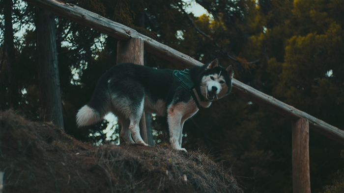 Husky dog standing on a wooden railing