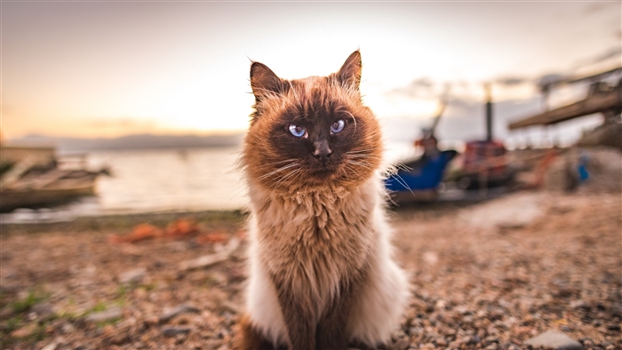 Fluffy Siamese cat sitting on gravel by the water