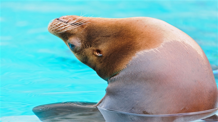 Sea lion in blue water 4K