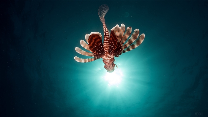 Lionfish swimming underwater with sun rays
