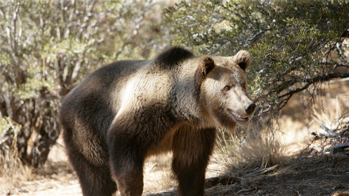 Grizzly bear walking in a forest with trees and rocks 4K