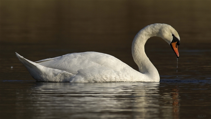 Swan swimming in water 4K