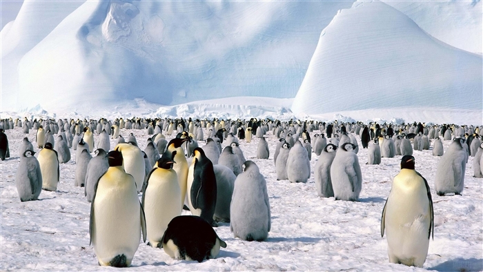 Emperor penguins flock on snowy Antarctic landscape 4K