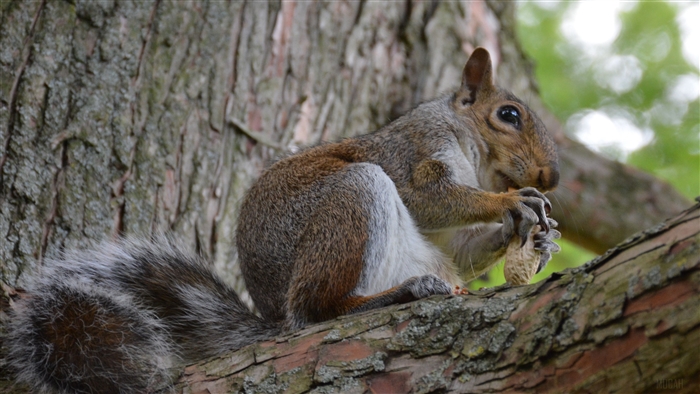 Squirrel eating a nut on a tree branch