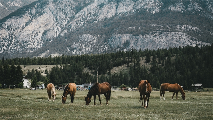 Horses grazing in a pasture with mountains in the background 4K