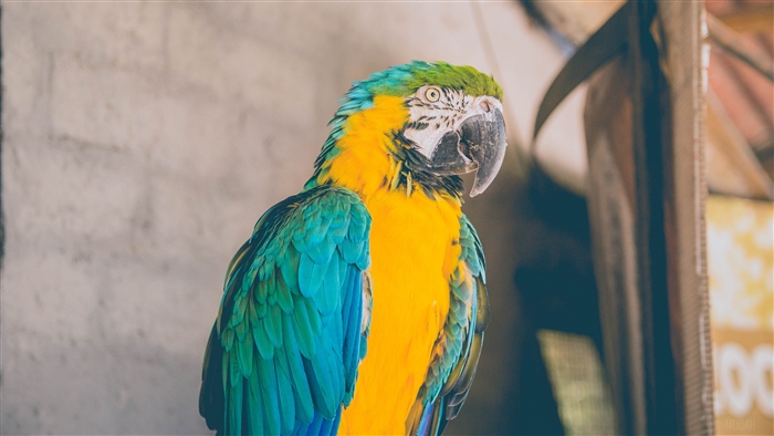 Blue and yellow macaw parrot 4K